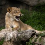 A female lion at the zoo