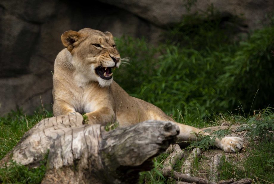 A female lion at the zoo
