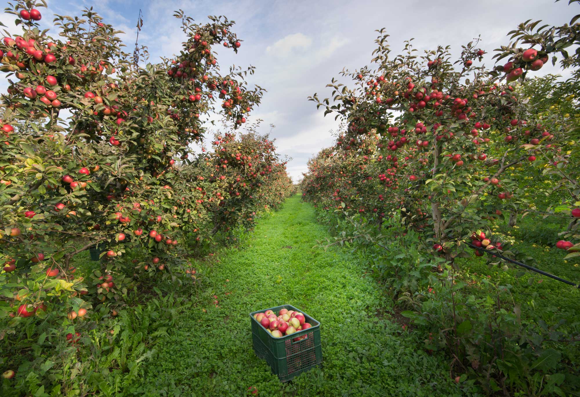 apple orchard with a basket of apples